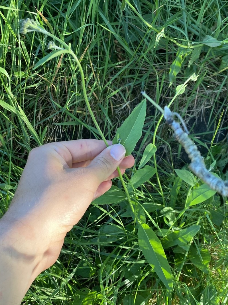 Hieracium carpathicum