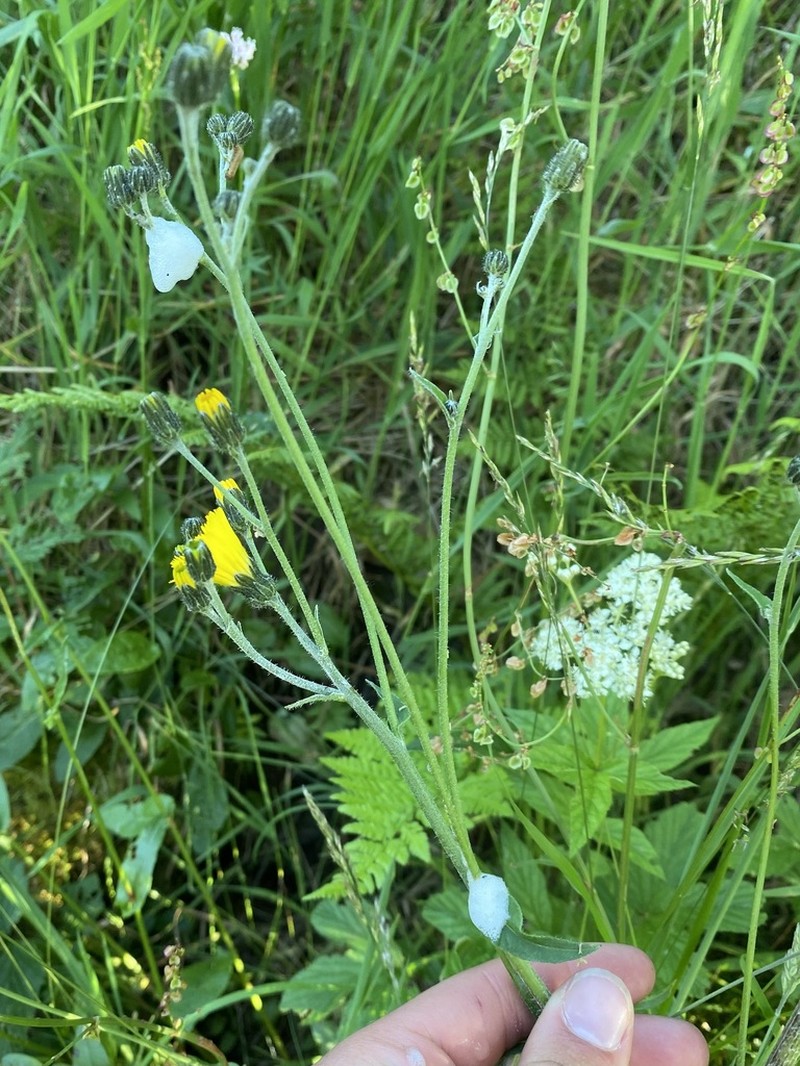 Hieracium carpathicum photo 2
