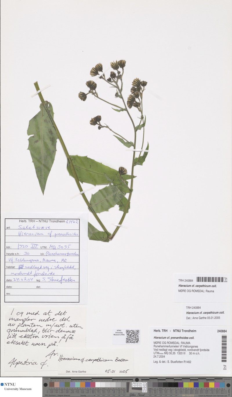 Hieracium carpathicum photo 3
