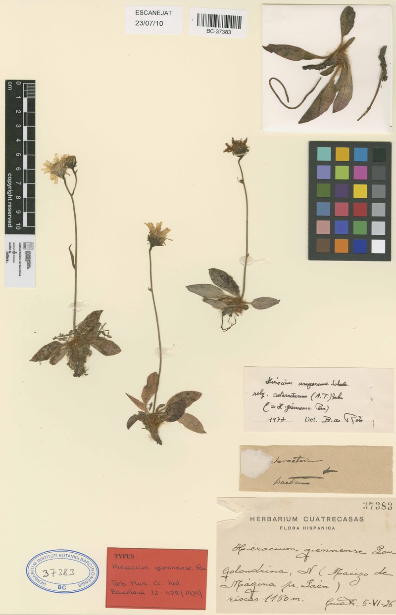 Hieracium cataractarum