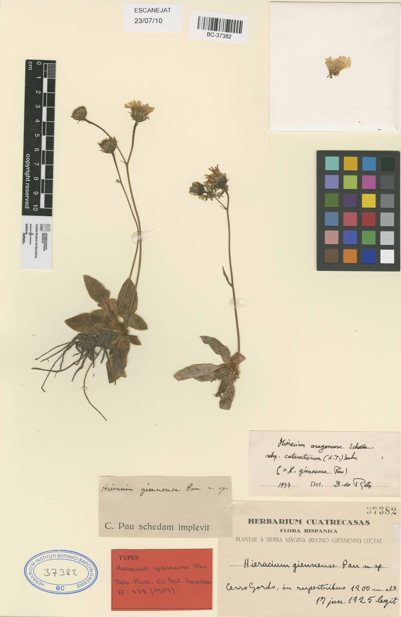 Hieracium cataractarum photo 2
