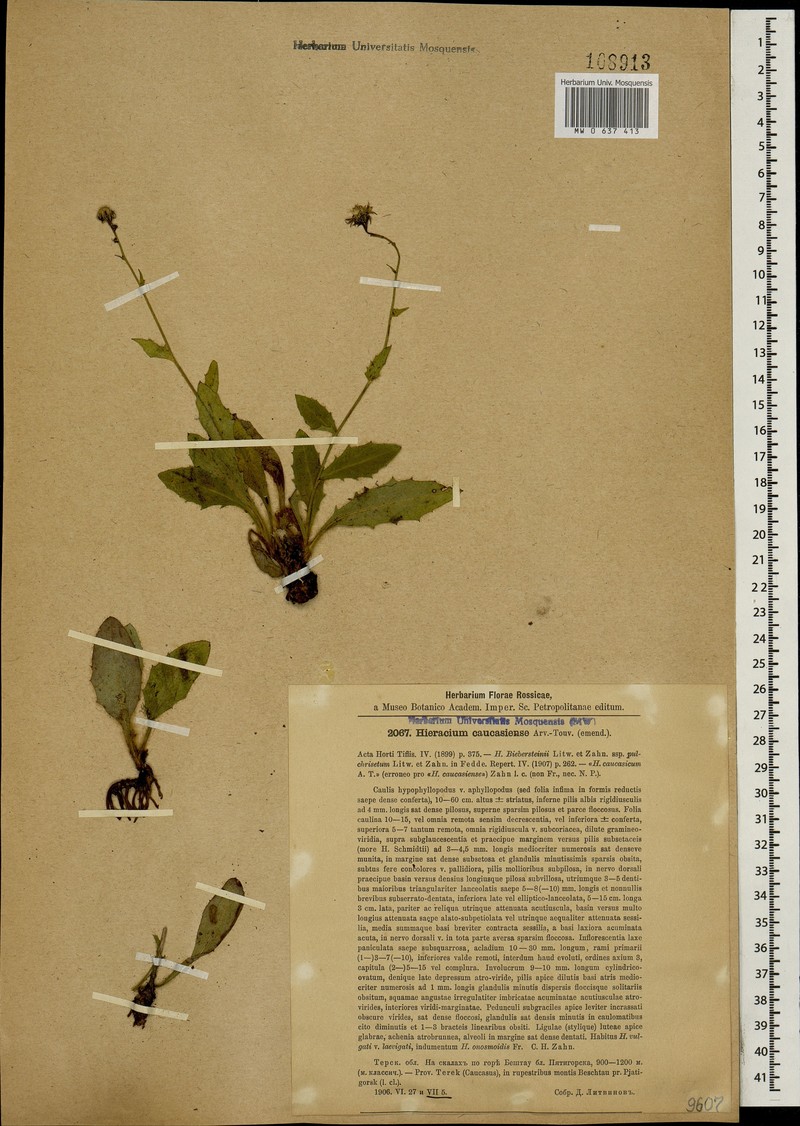 Hieracium caucasiense