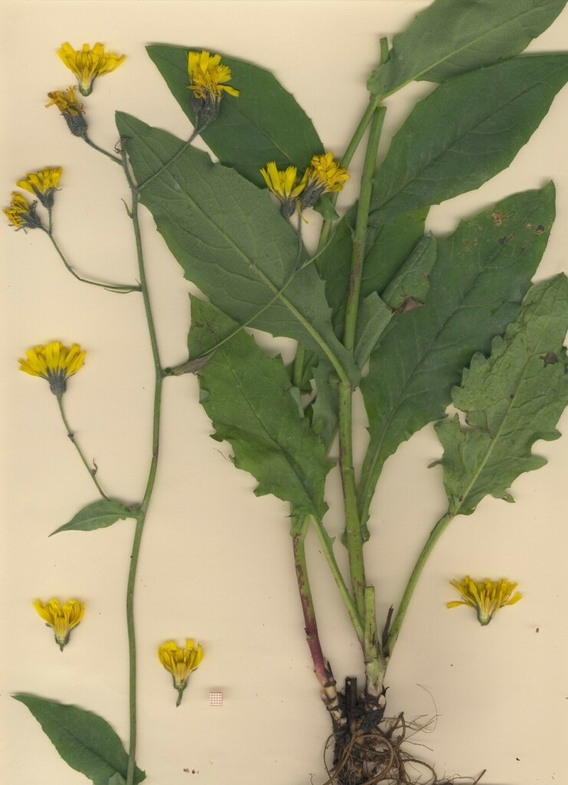 Hieracium cavillieri