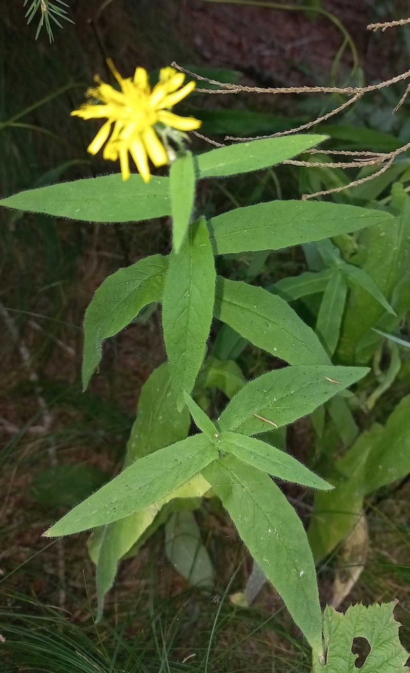 Hieracium cavillieri photo 2