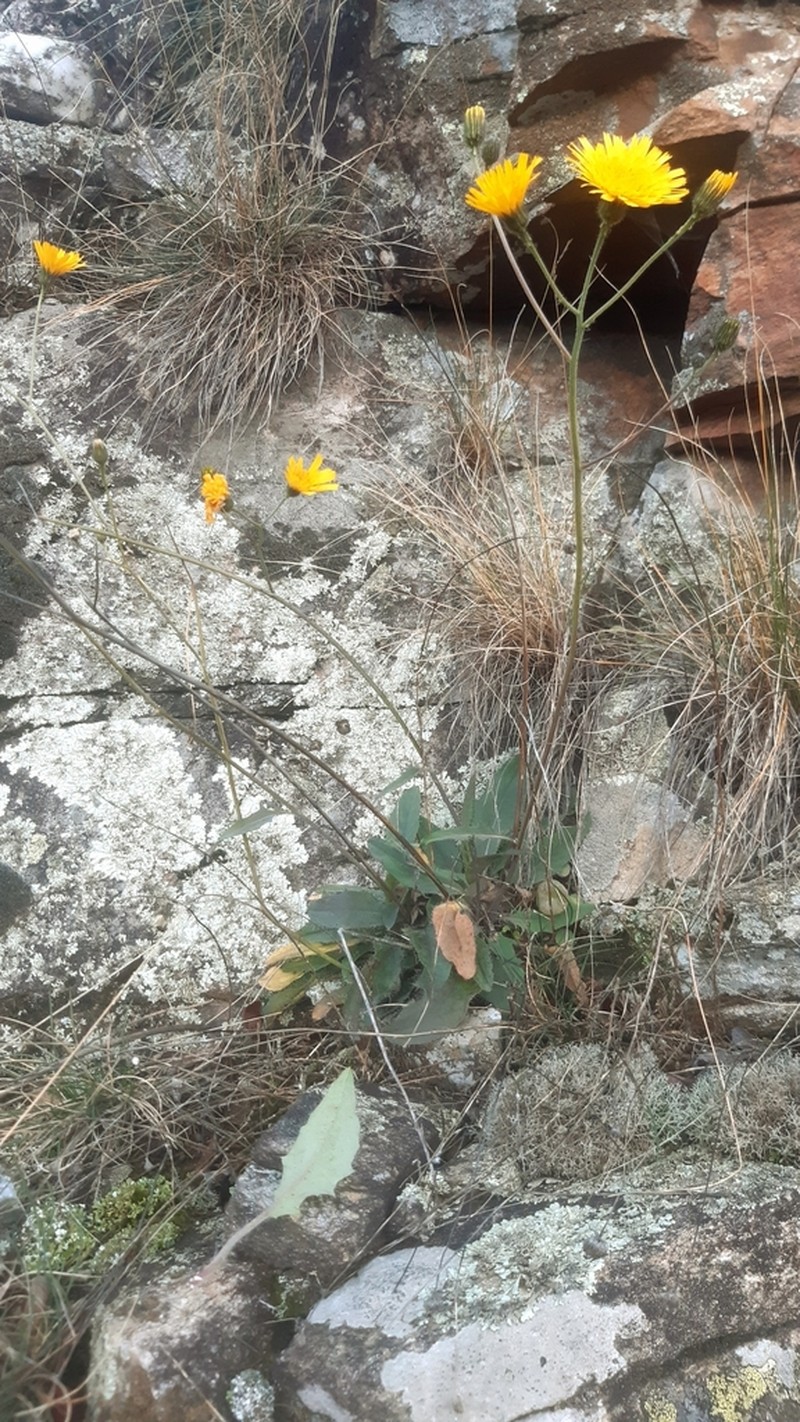 Hieracium cebennense