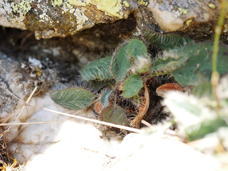 Hieracium cebennense photo 2