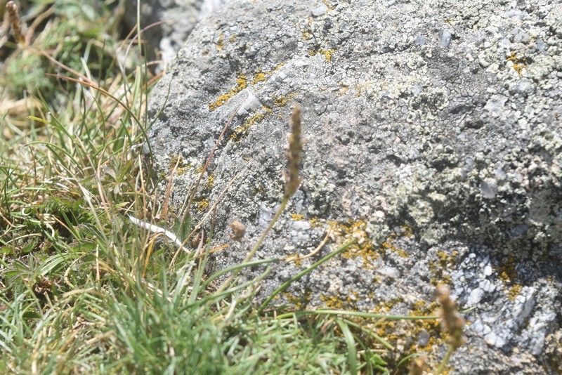 Hieracium cebennense photo 3