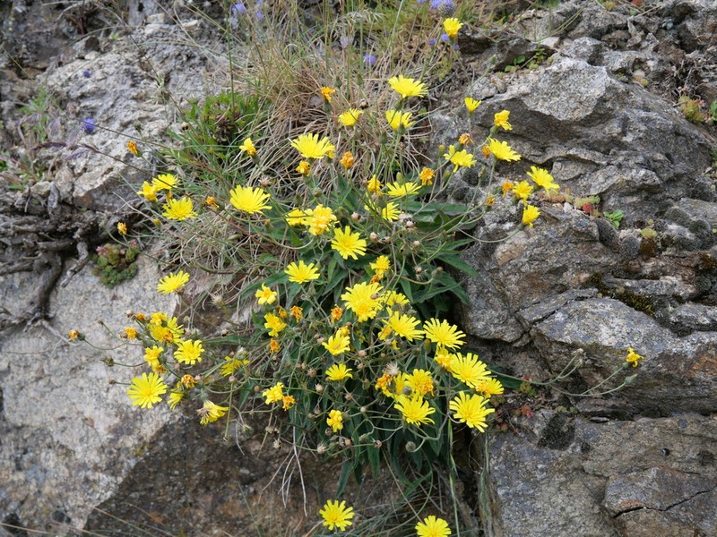 Hieracium cebennense photo 4