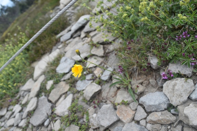 Hieracium cebennense photo 5