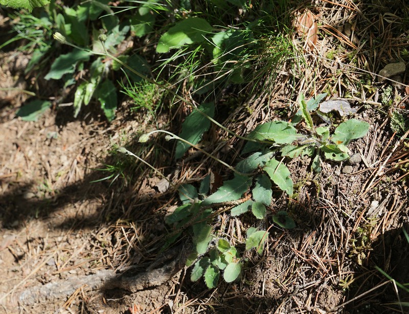 Hieracium cebennense photo 6