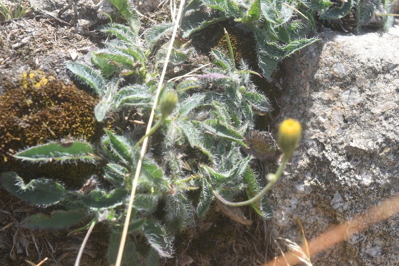 Hieracium cebennense photo 7