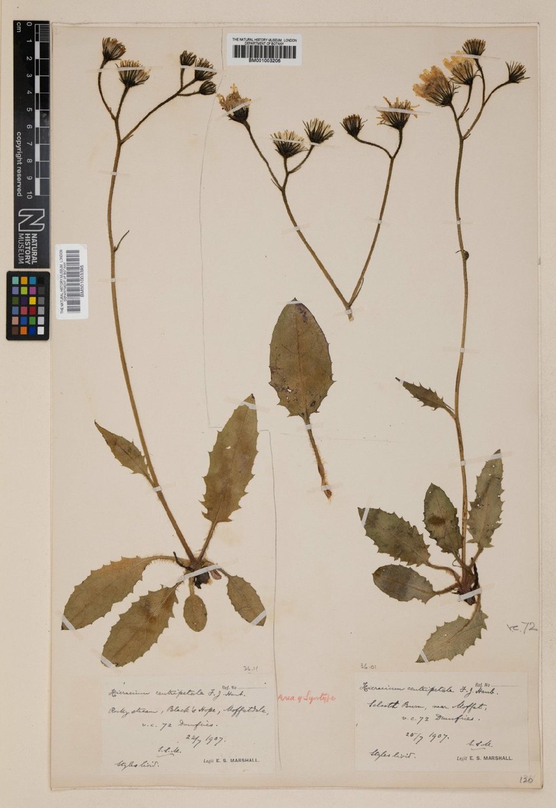 Hieracium centripetale