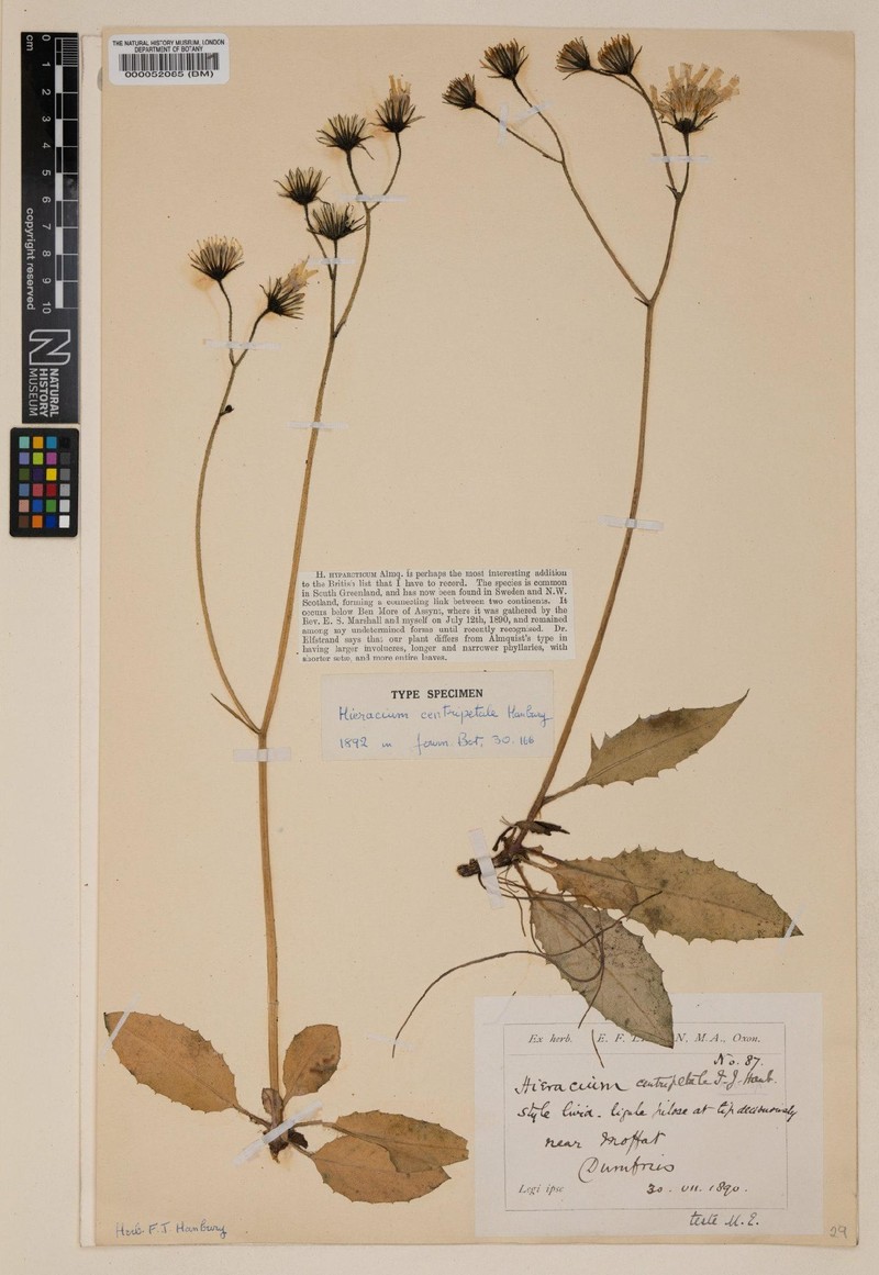 Hieracium centripetale photo 2