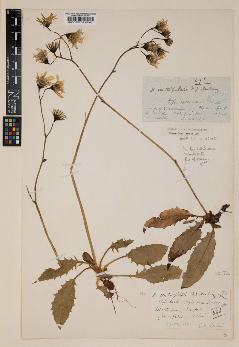 Hieracium centripetale photo 3
