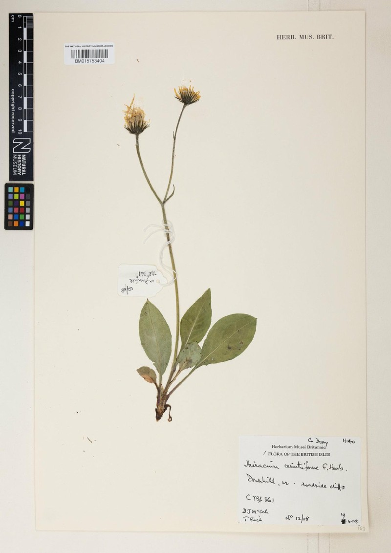 Hieracium cerinthiforme