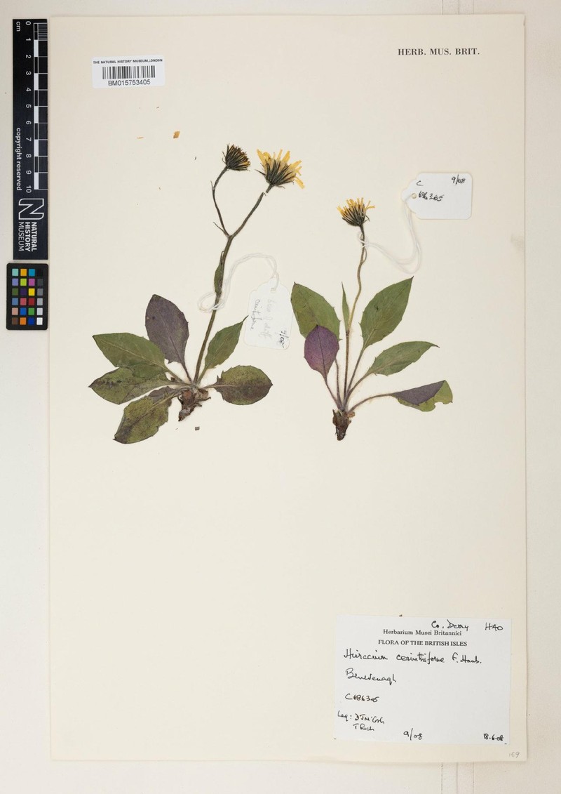 Hieracium cerinthiforme photo 2
