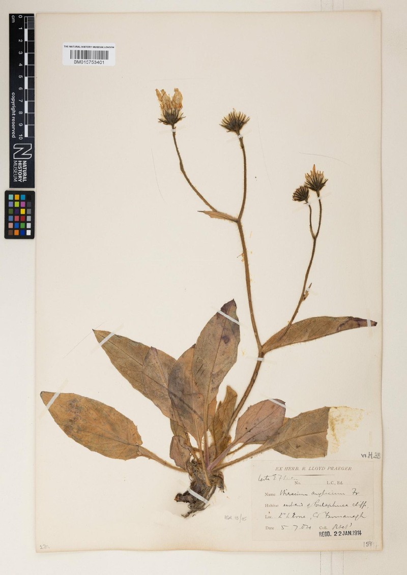 Hieracium cerinthiforme photo 3