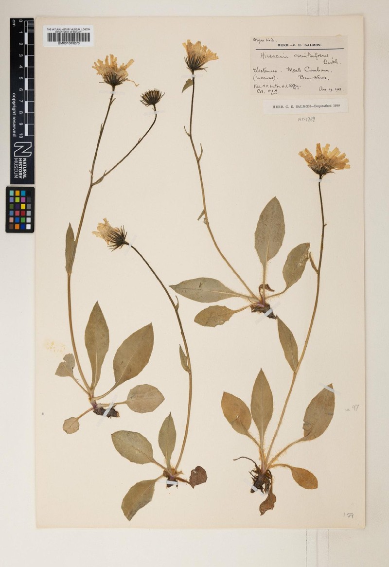 Hieracium cerinthiforme photo 4