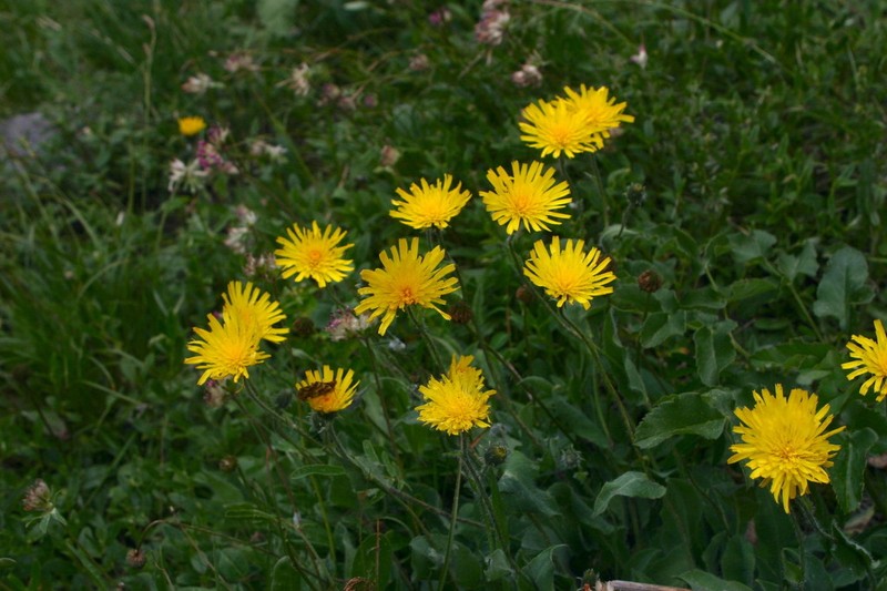 Hieracium cerinthoides