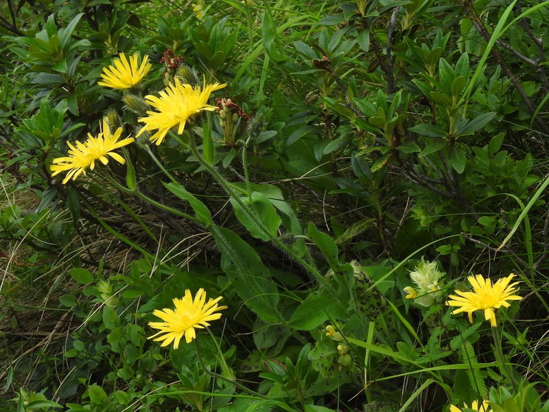 Hieracium cerinthoides photo 2