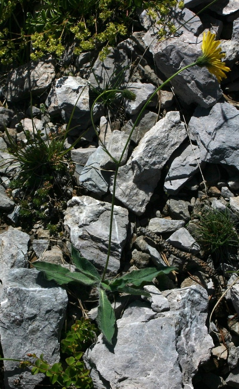 Hieracium cerinthoides photo 3