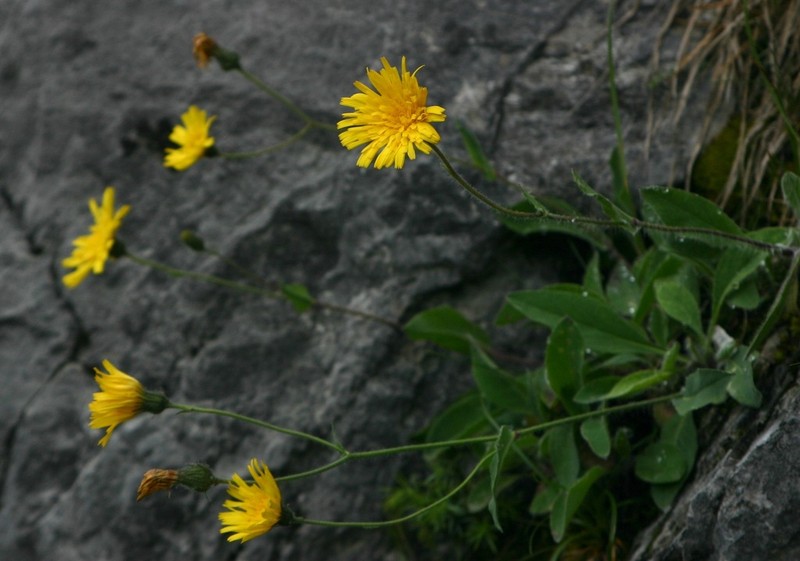 Hieracium cerinthoides photo 4