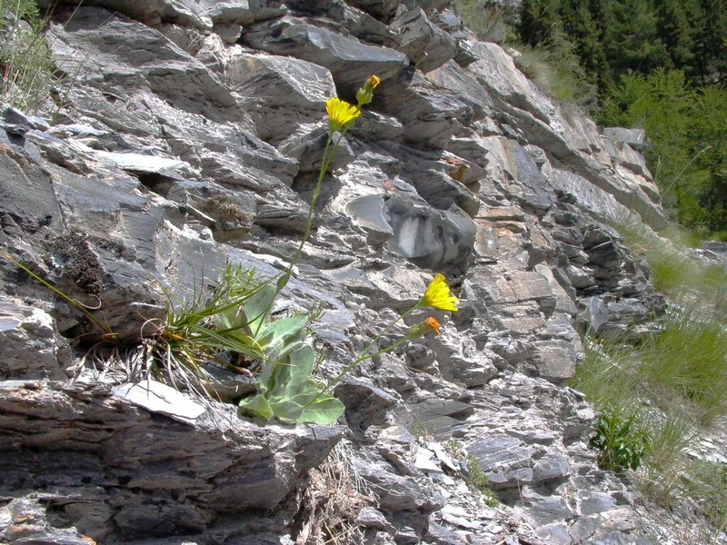 Hieracium cerinthoides photo 5
