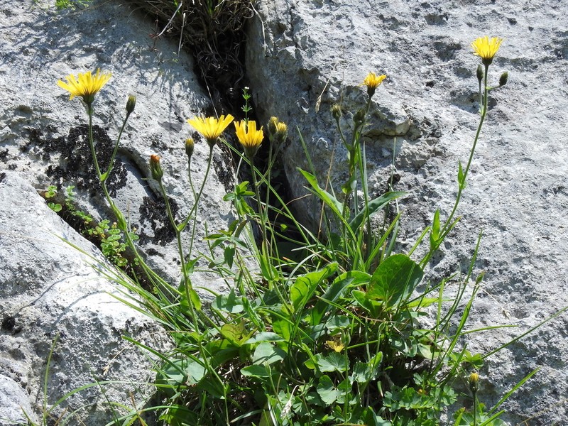 Hieracium cerinthoides photo 6