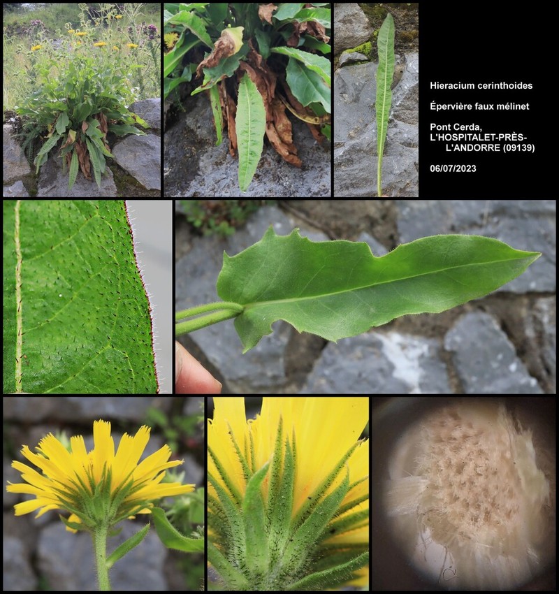 Hieracium cerinthoides photo 7