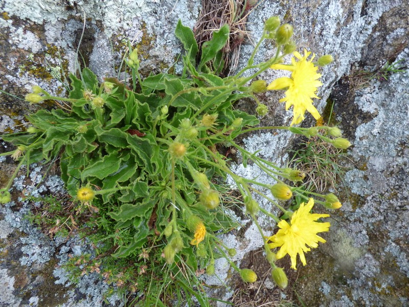Hieracium cerinthoides photo 8