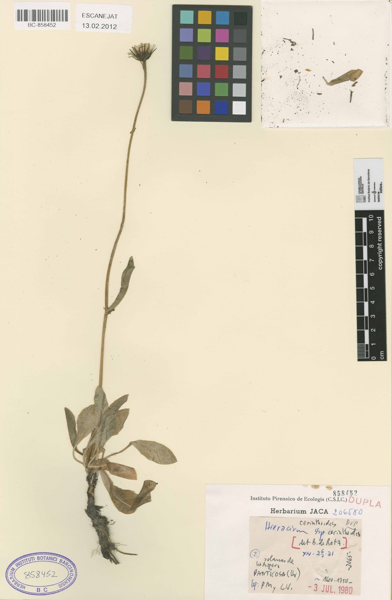 Hieracium cerinthoides subsp. cerinthoides