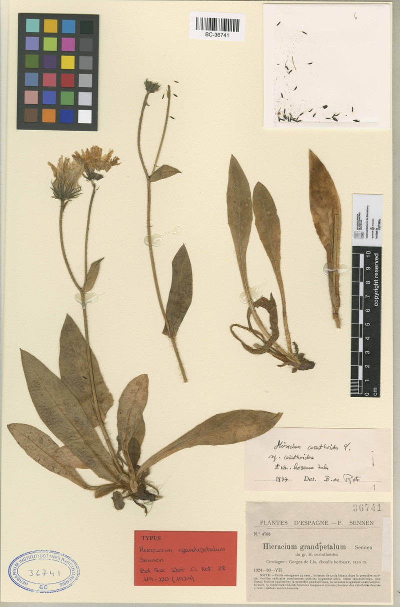 Hieracium cerinthoides subsp. cerinthoides photo 2
