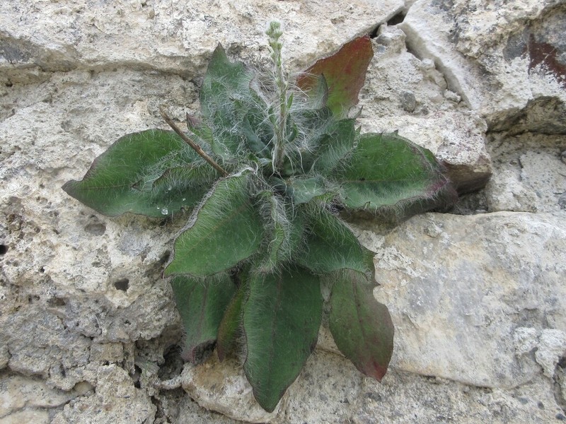 Hieracium cernagorae