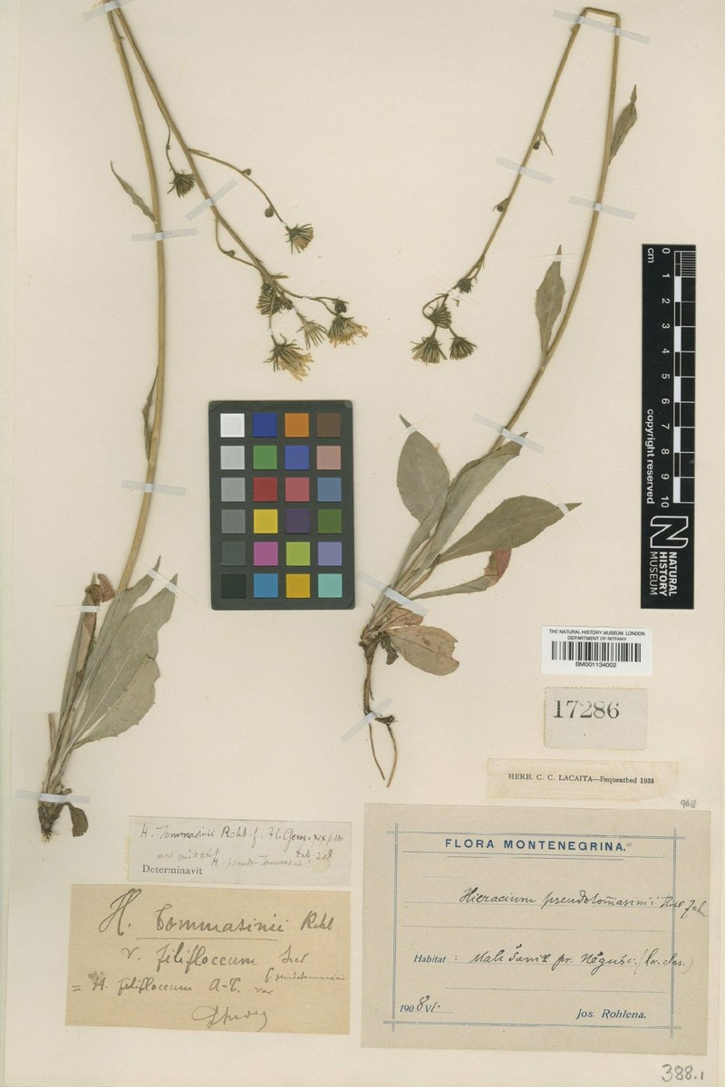 Hieracium cernagorae subsp. pseudotommasinii