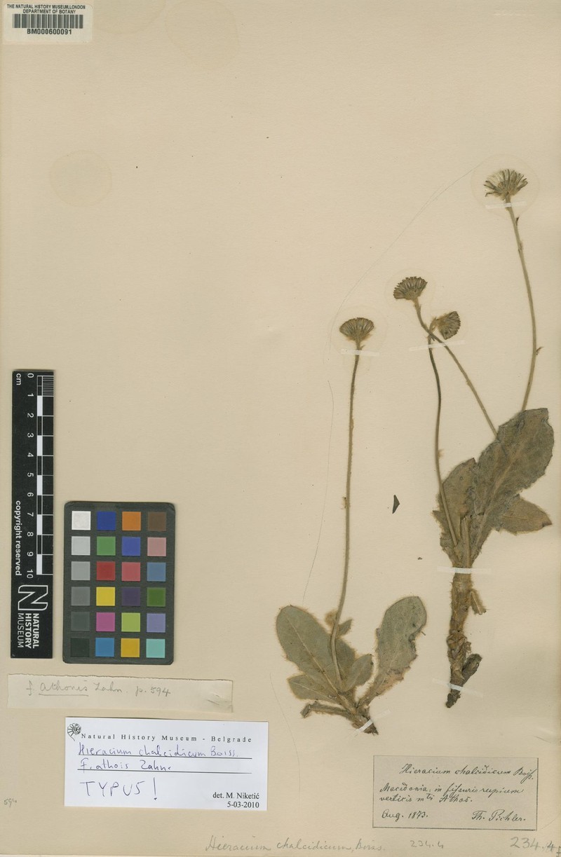 Hieracium chalcidicum