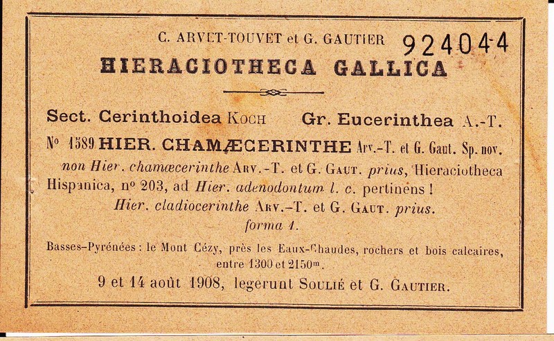 Hieracium chamaecerinthe