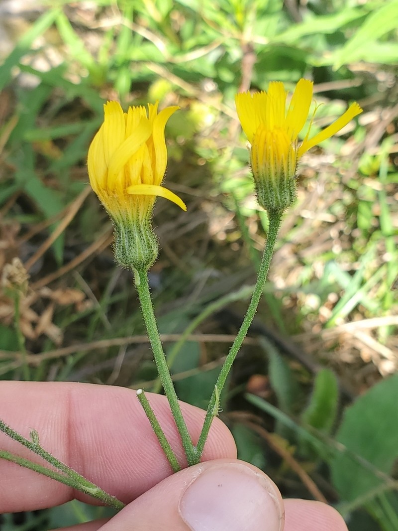 Hieracium charbonnelii
