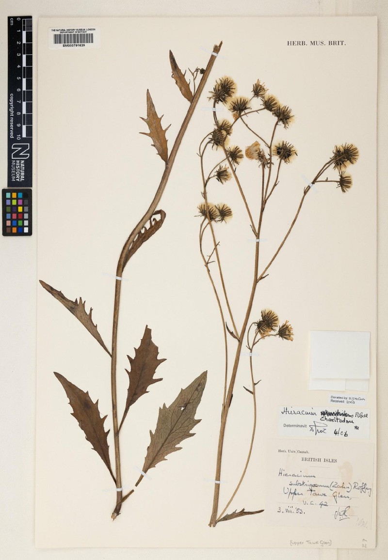 Hieracium charitodon