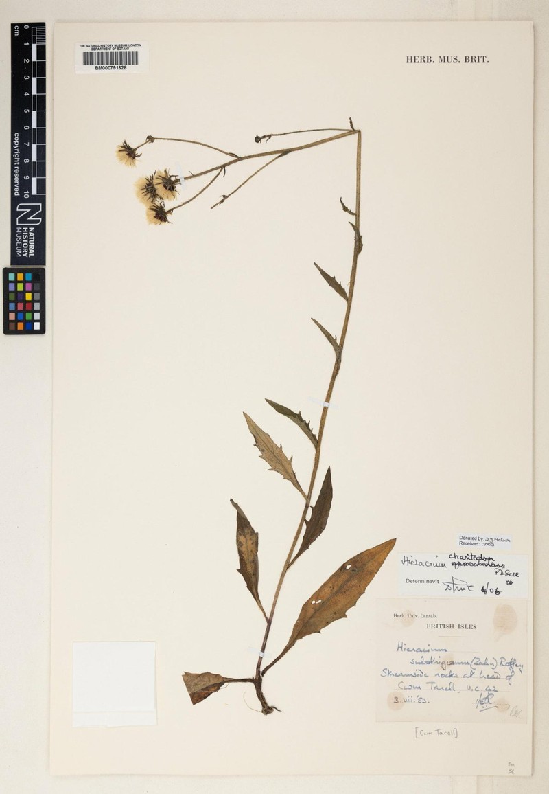 Hieracium charitodon photo 2
