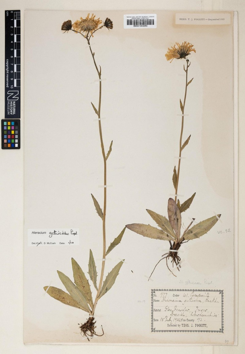 Hieracium charitodon photo 3
