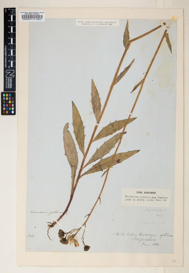 Hieracium charitodon photo 4