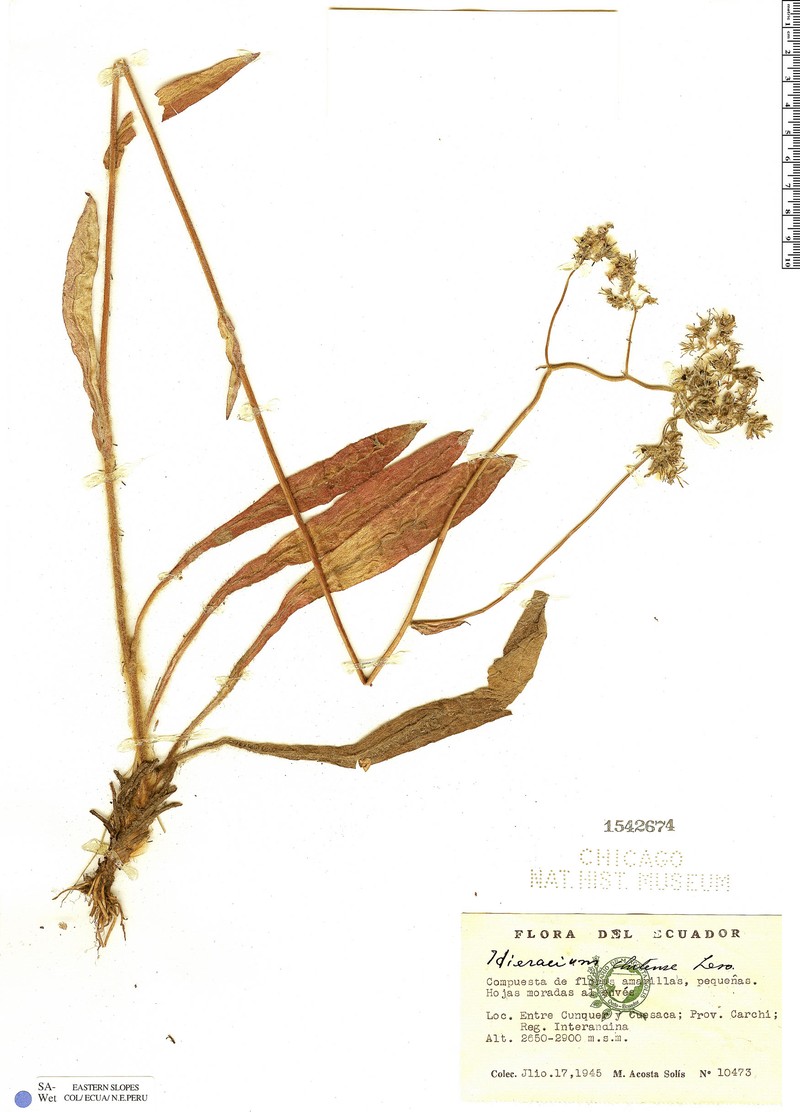 Hieracium chilense