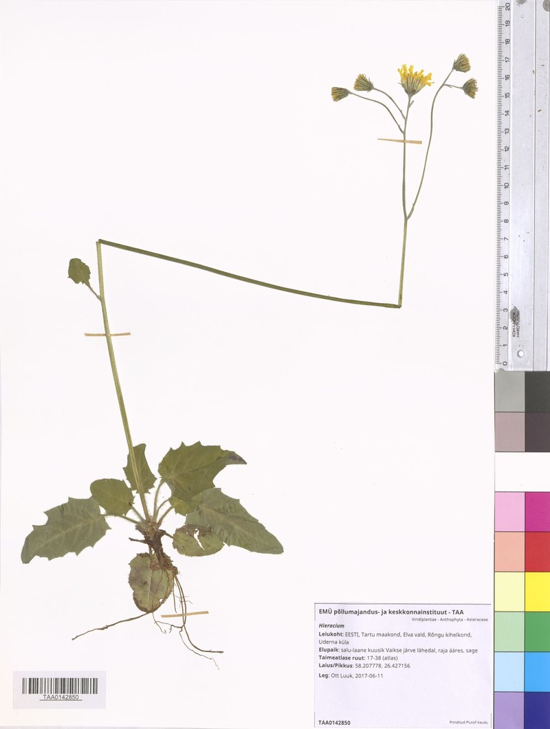 Hieracium chlorellum