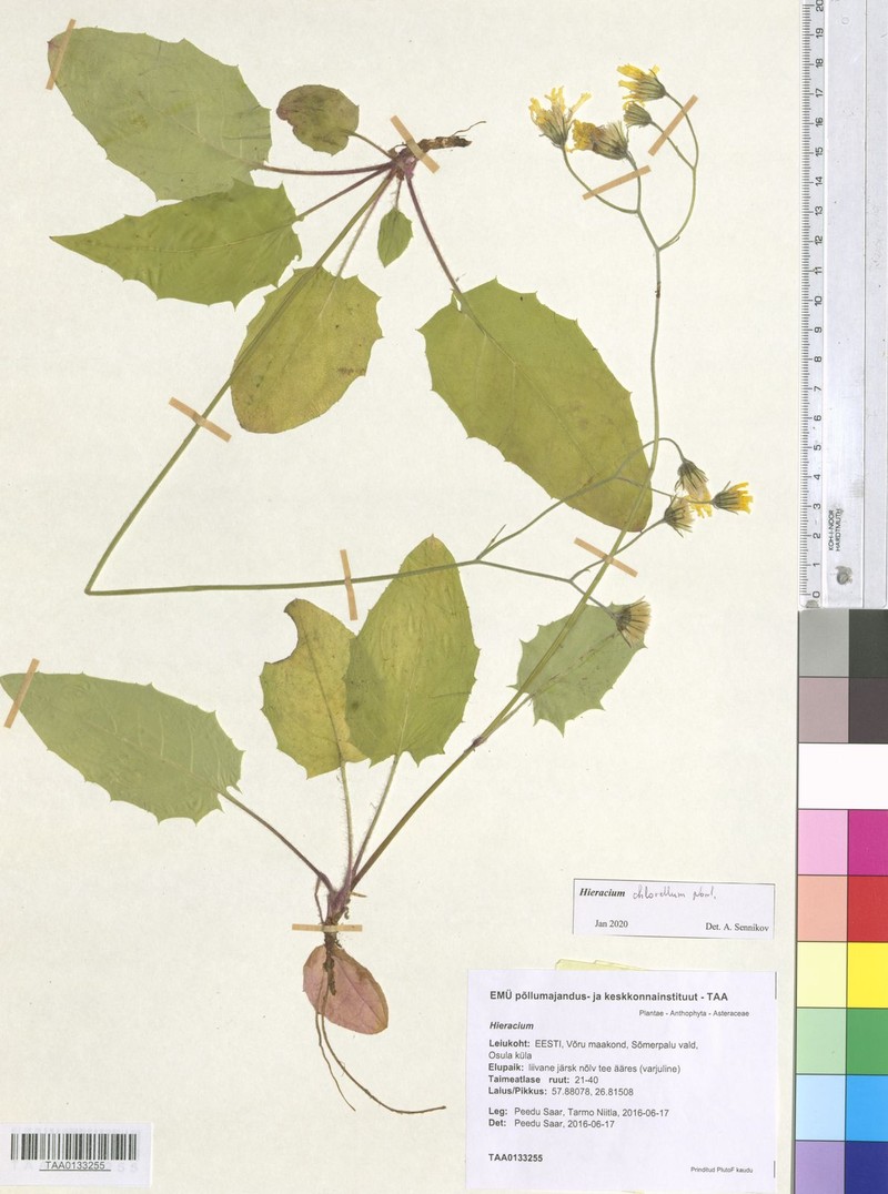 Hieracium chlorellum photo 2