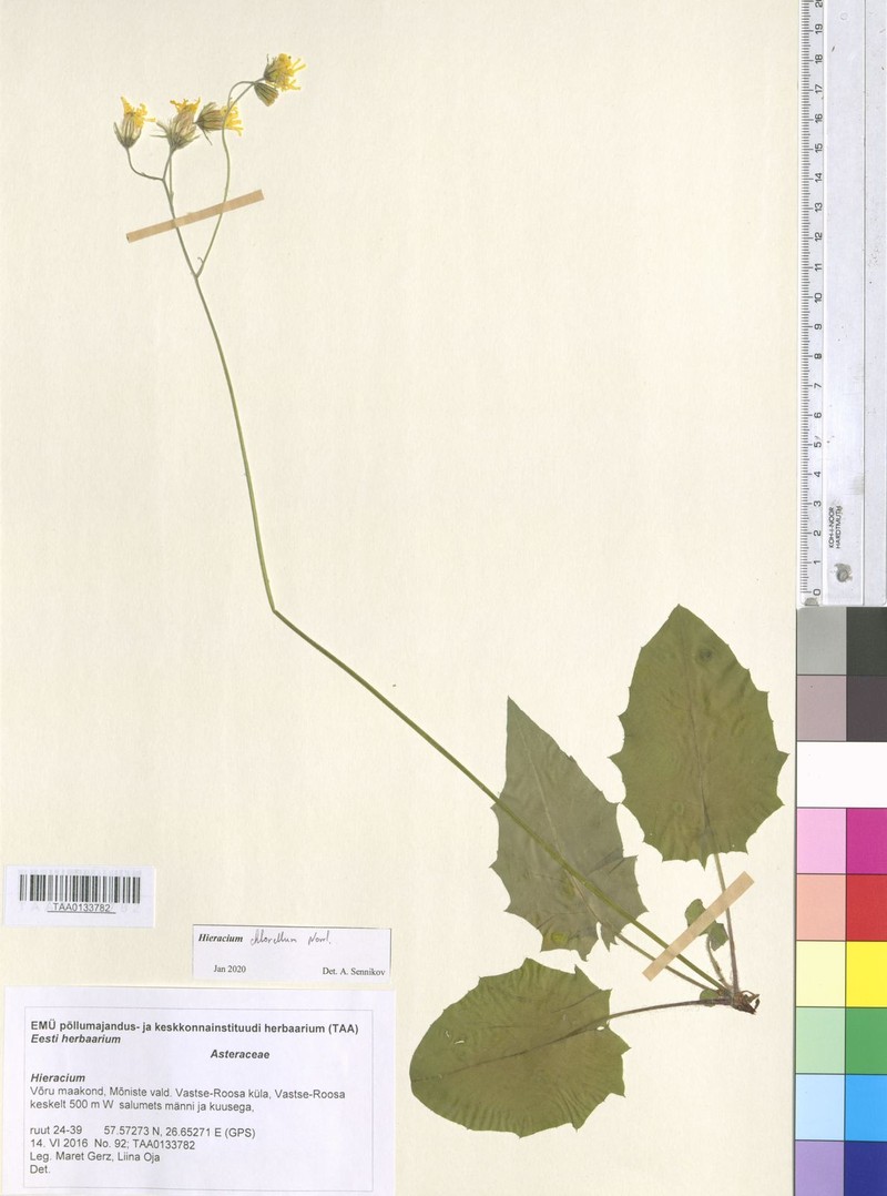 Hieracium chlorellum photo 3