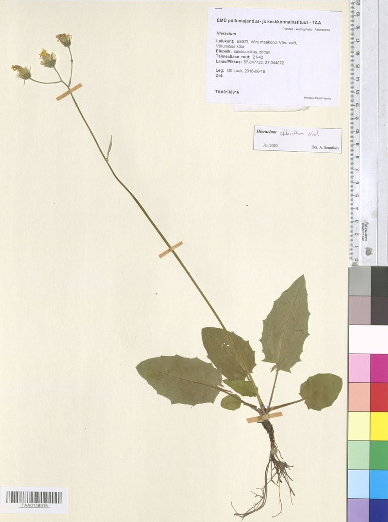 Hieracium chlorellum photo 4