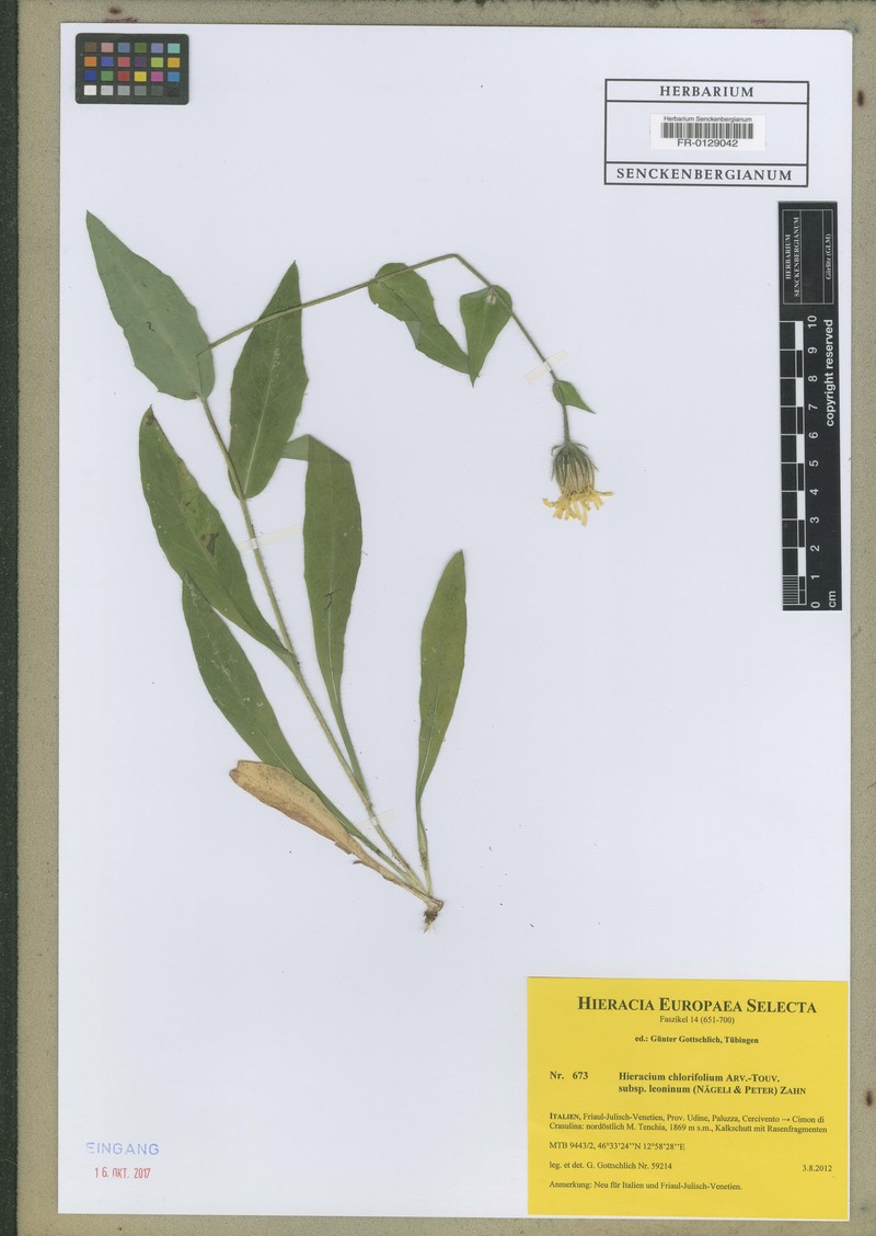 Hieracium chlorifolium subsp. leoninum
