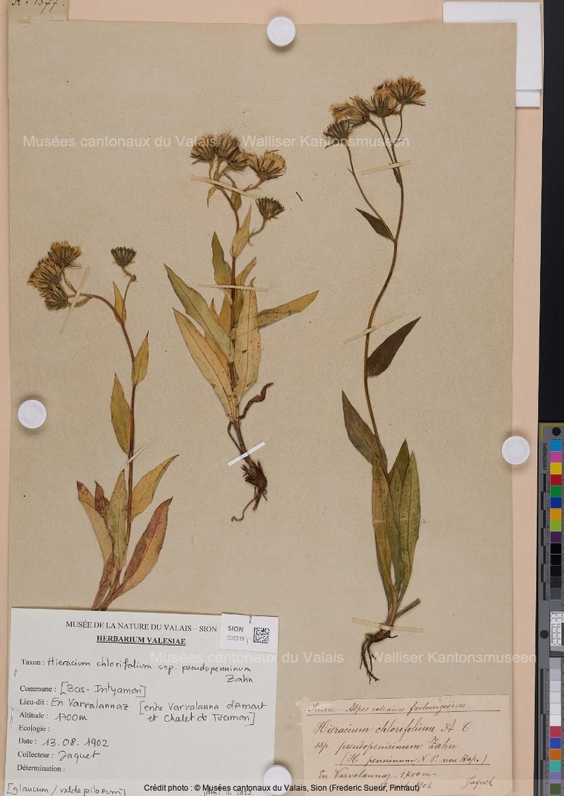 Hieracium chlorifolium subsp. pseudopenninum