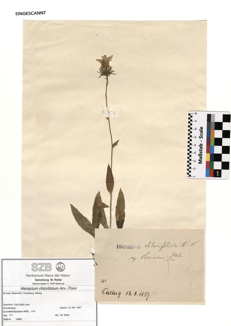 Hieracium chlorifolium subsp. pulchriforme