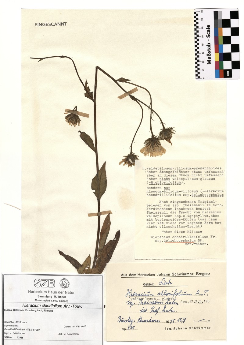 Hieracium chlorifolium subsp. pulchriforme photo 2